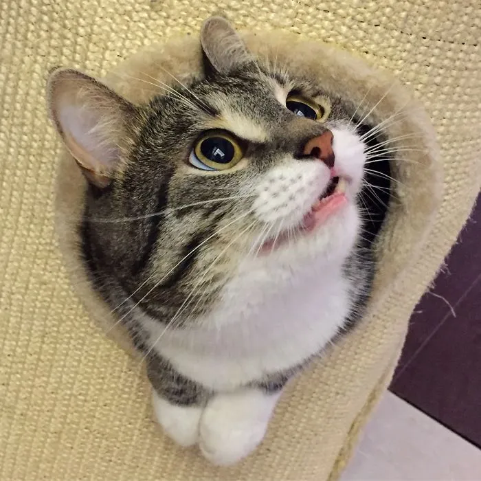 @the_cat_remi
