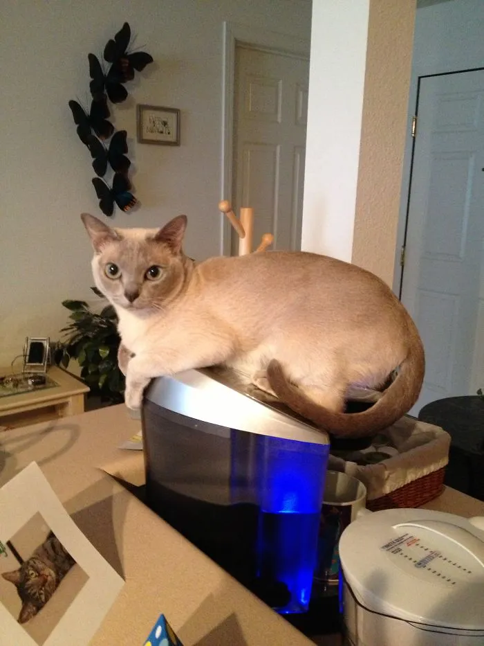 Coffee Anyone?  I Returned From Running Errands And Found Mischa On My Keurig.