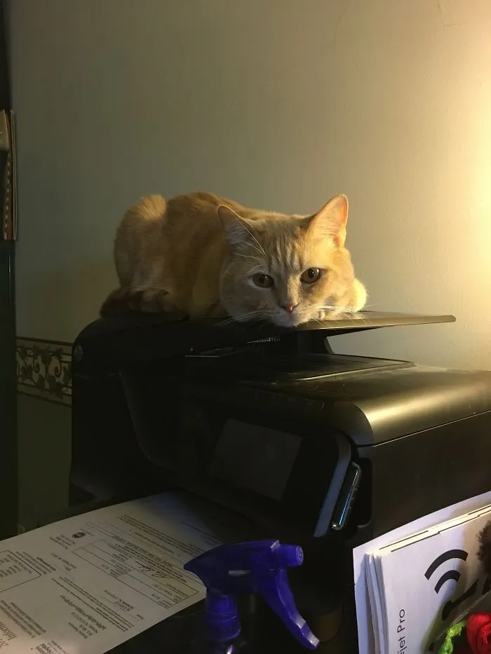 My Office Mate.