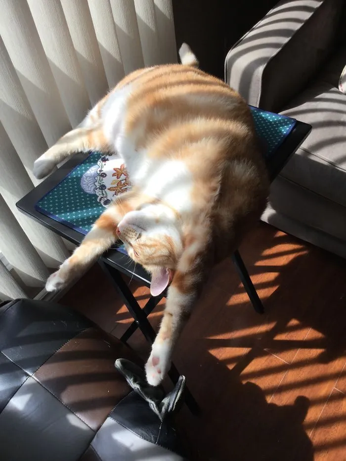 My Cat Sleeping On My Tv Dinner Table. He Does This All The Time.