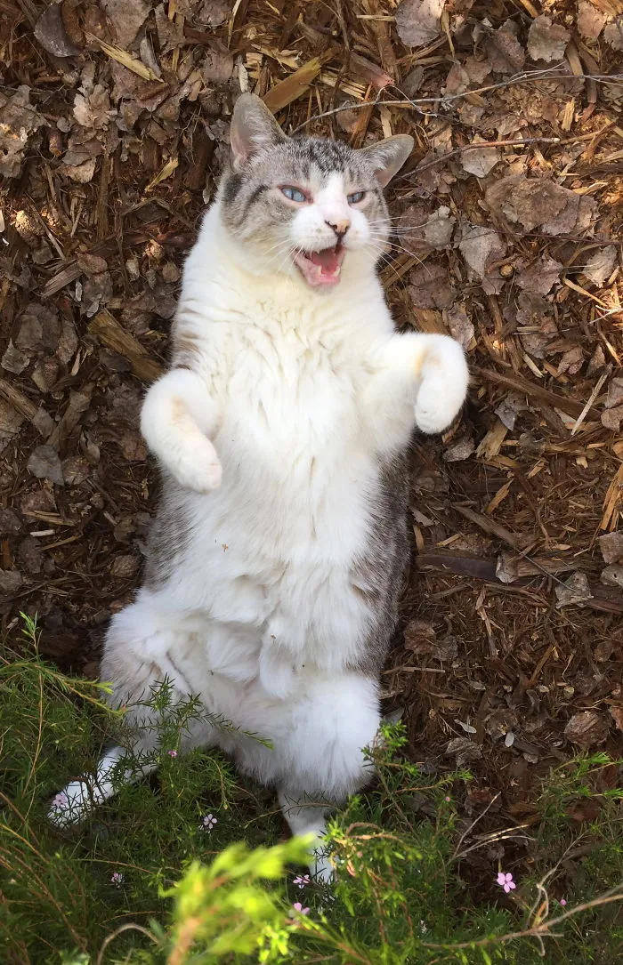 Scratch My Belly - Now!