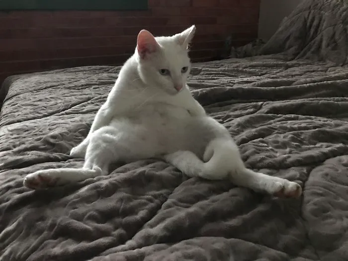 This Is Johnson Having A Seat