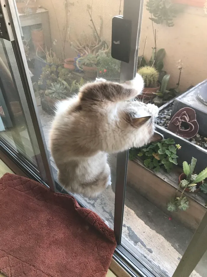 I See Pigeon Out There