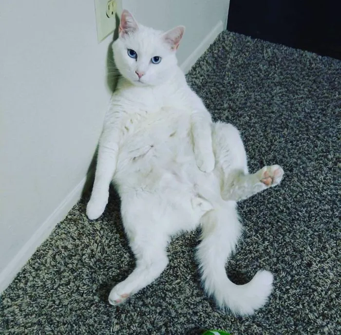 He's Quite Silly
