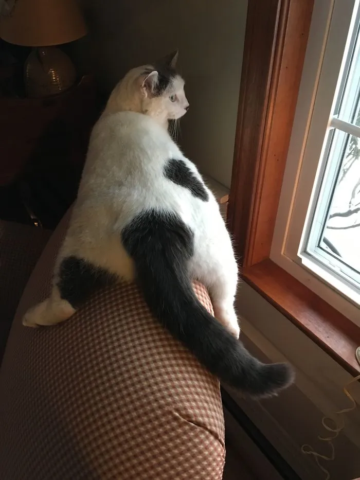 It's Easier To Straddle That Actually Sit.  Lazy Daisy!