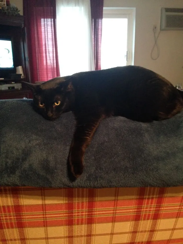 She Must Think She Is A  Panther In A Tree.