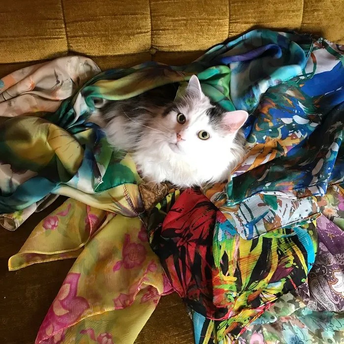 My Cat, Likes To Lay On Top Of Stuff, Like A Pile Of New Silk Scarves