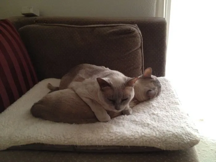 Mischa Loved (our Late) Tasha.  She Loved Her So Much She Often Napped On Her Rather Than Next To Her.  Tasha Never Seemed To Mind.