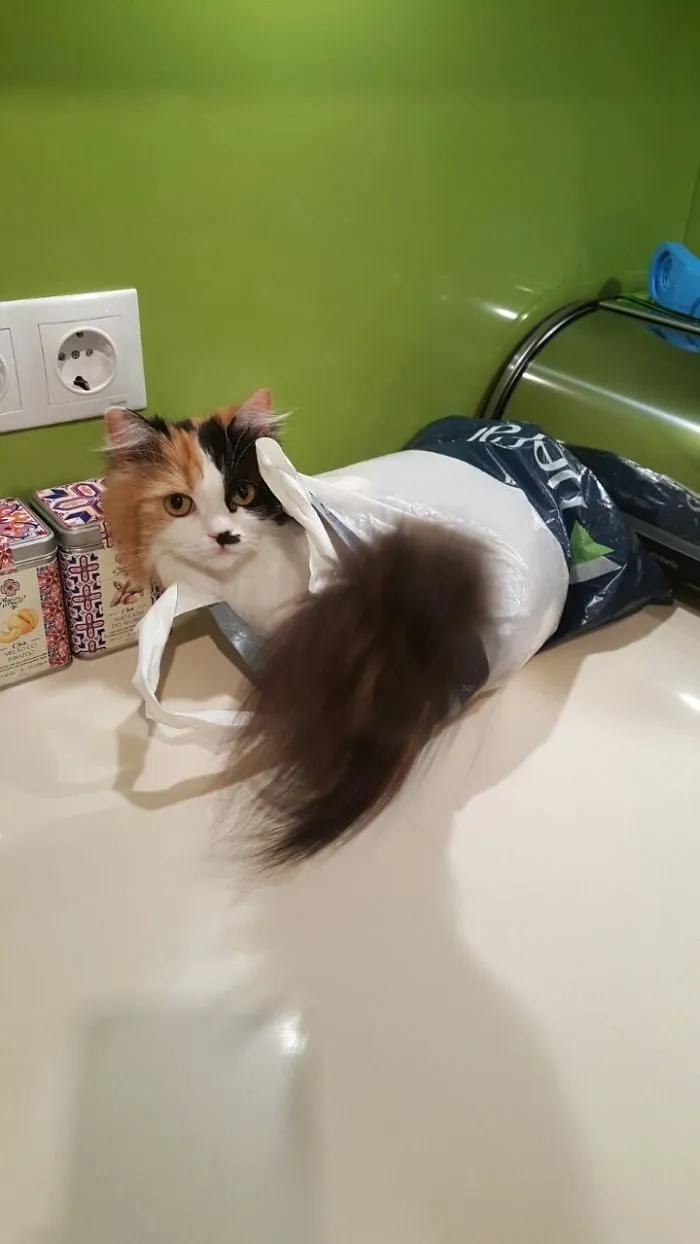 In The Bag