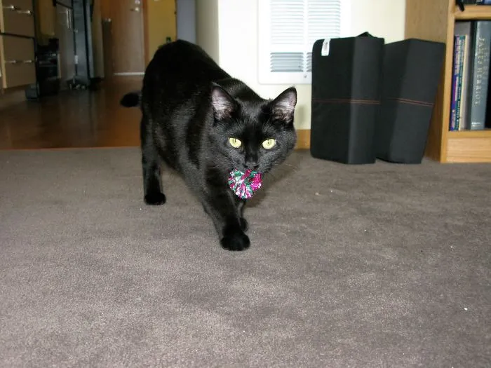 She Was Fetching