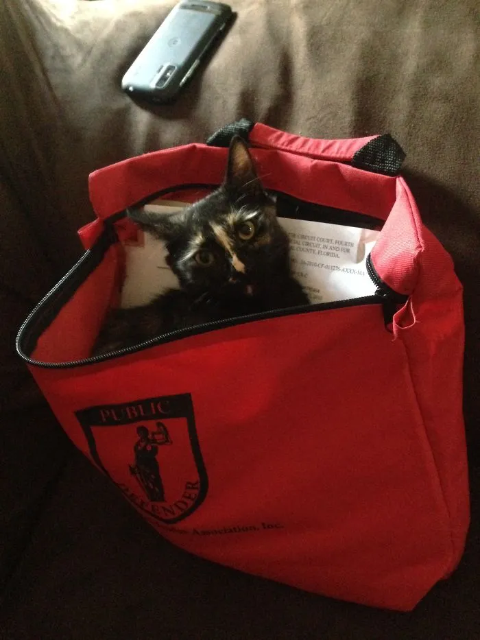 She Likes Bags