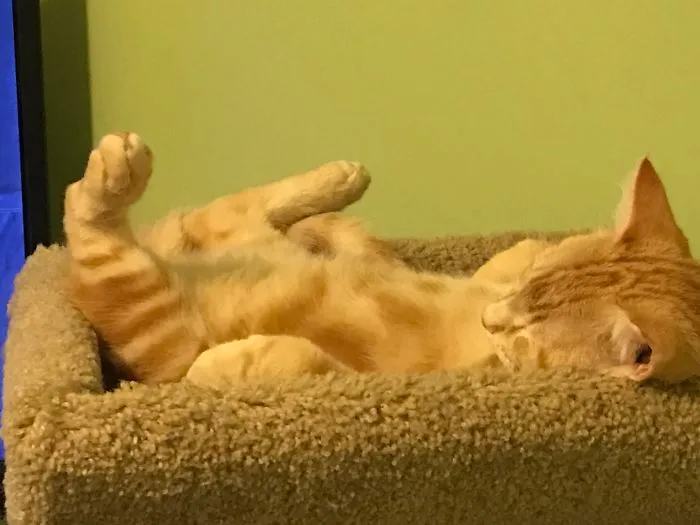Chillin On The Catnip!