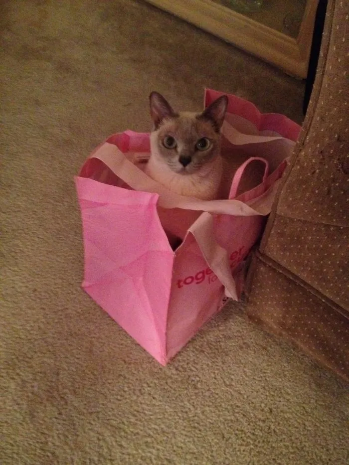 Mischa Loves To Get Into My Recyclable Bags.