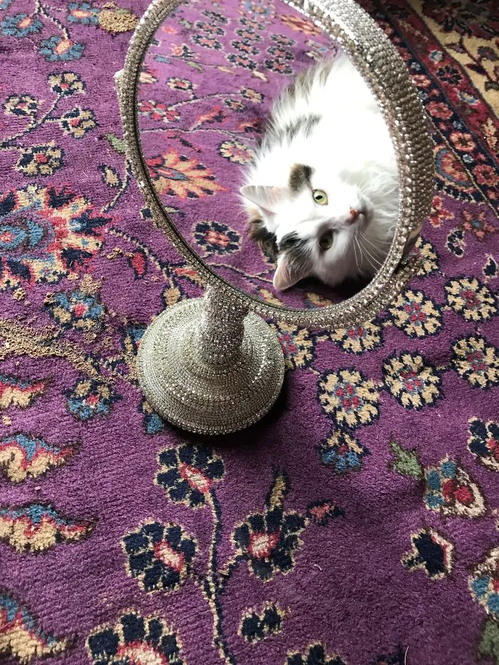 My Cat Is Vain