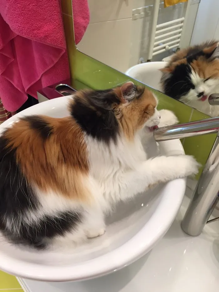 Drinking Fresh Water