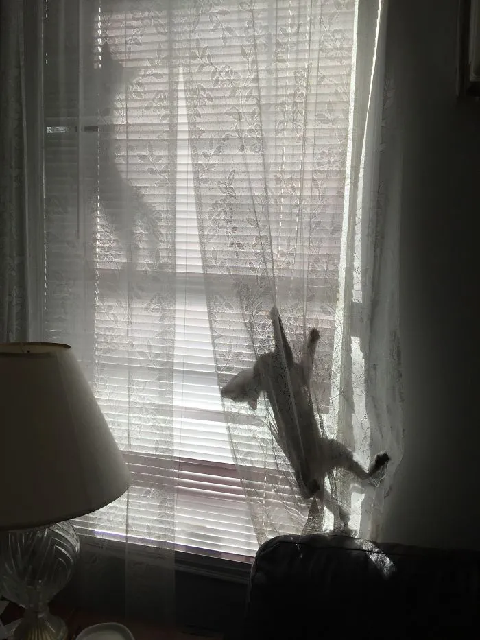 Destroying The Curtains
