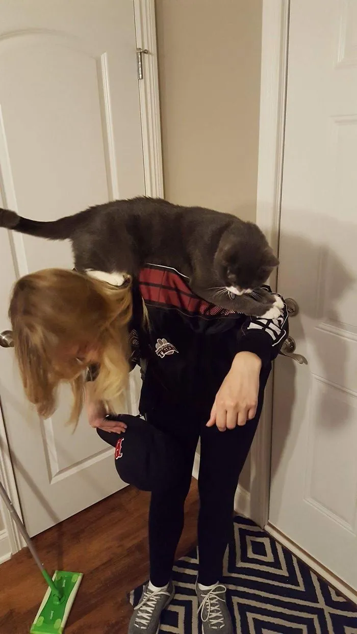 My Friend's Cat Loves To Jump On People's Shoulders.