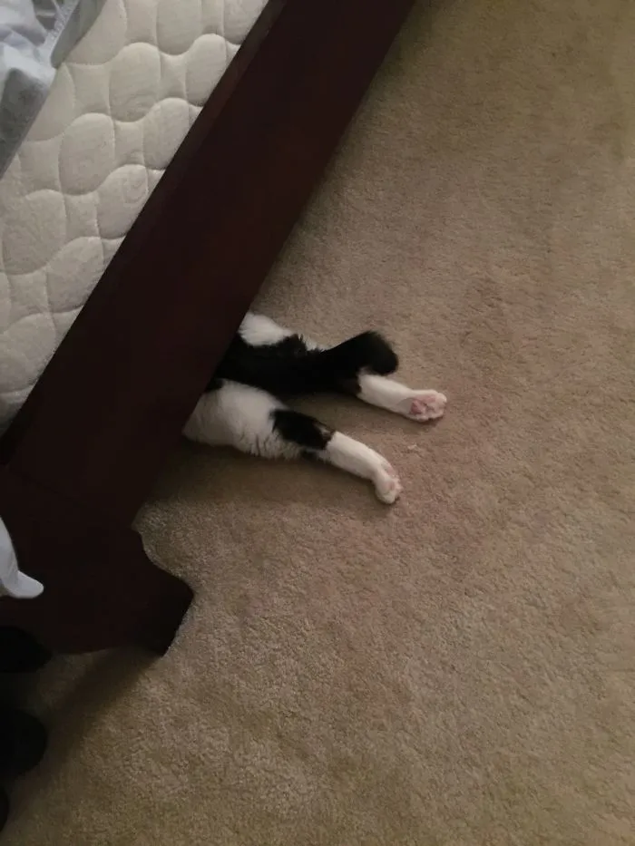 My Cat Often Falls Asleep Like This.