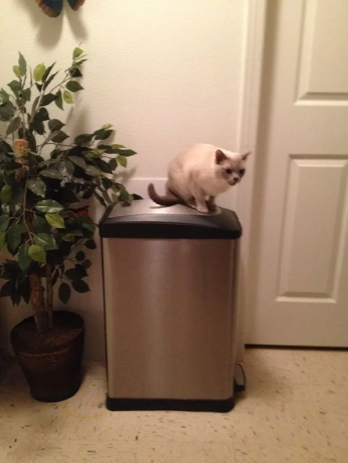 Mischa Discovered A New Place On Which To Sit And Talk To Me While I Am In The Kitchen Preparing Dinner.