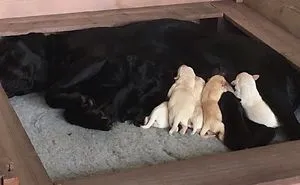 My Dog Had Pups