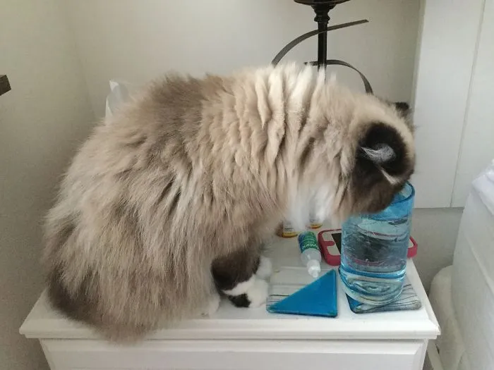 So This Is Why My Water Has That Extra Je Ne Said Quoi
