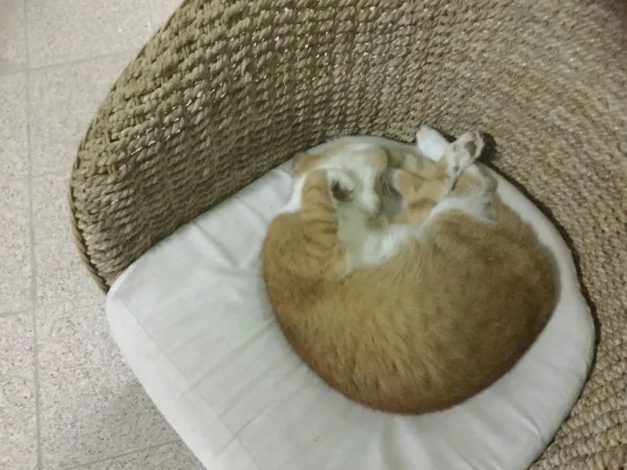 She's The Queen Of Strange Cat Positions