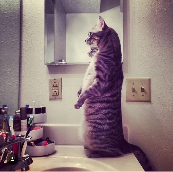 You're So Vain