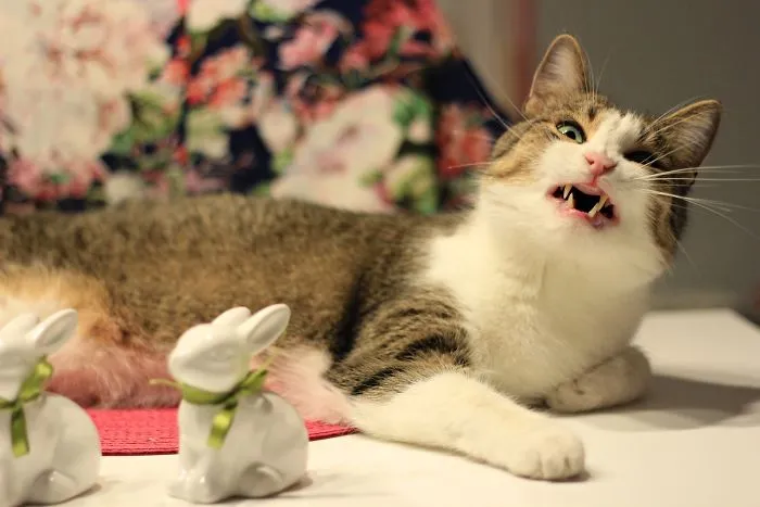 I Will Eat You