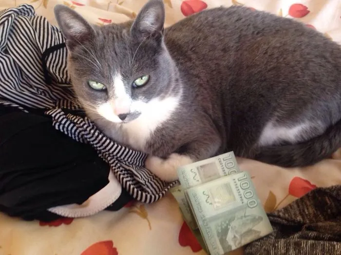 Show Me The Money!