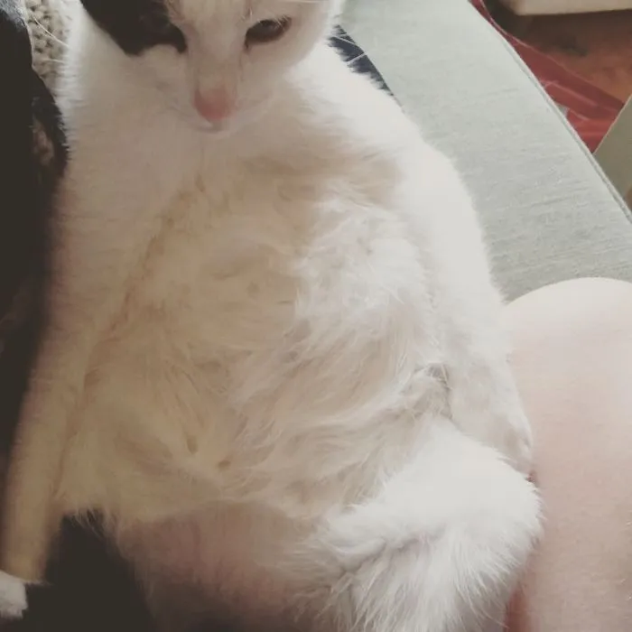 When Your Cat Gives You The Stare While Groomimg In Awkward Positions