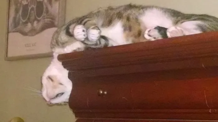 Someone Please Tell Me This Is A Comfortable Way To Sleep
