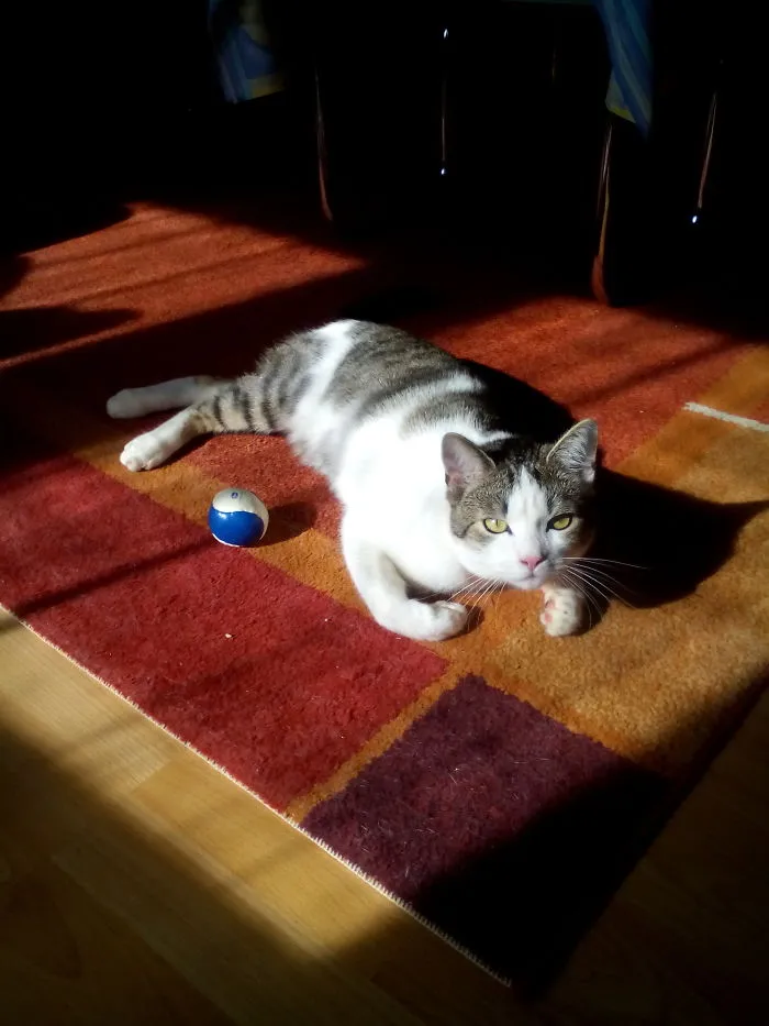 He Gets Really Angry When You Touch His Fav Ball