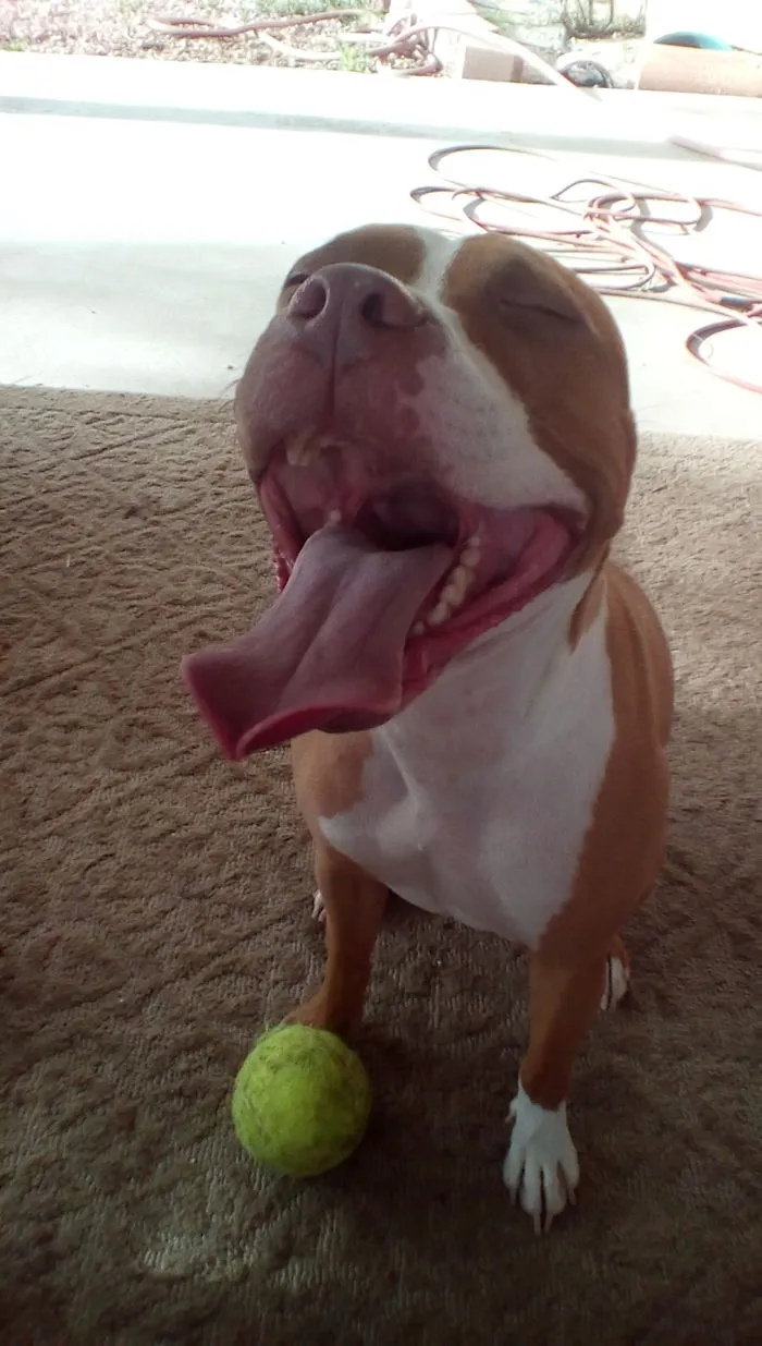 His First Tennis Ball🎉🎉😂😂