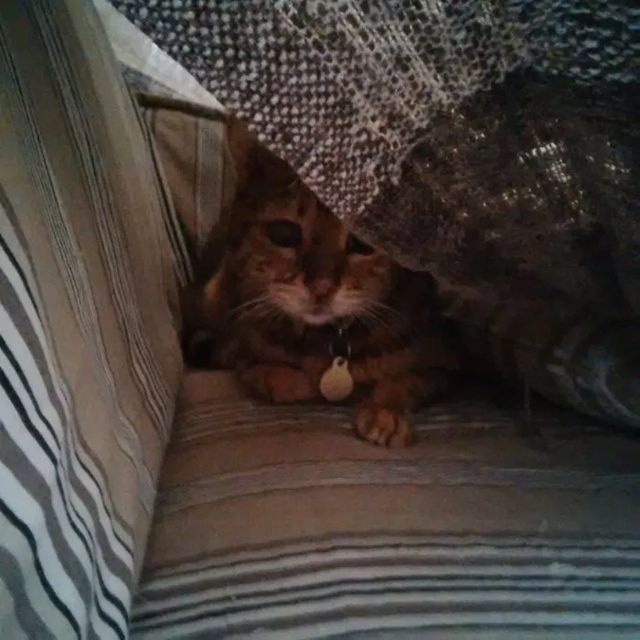 I Will Scratch At The Blanket Till You Make Me A Fort To Hang In