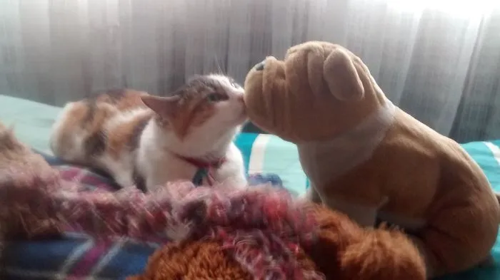 Kitty With The Love Of Her Life!