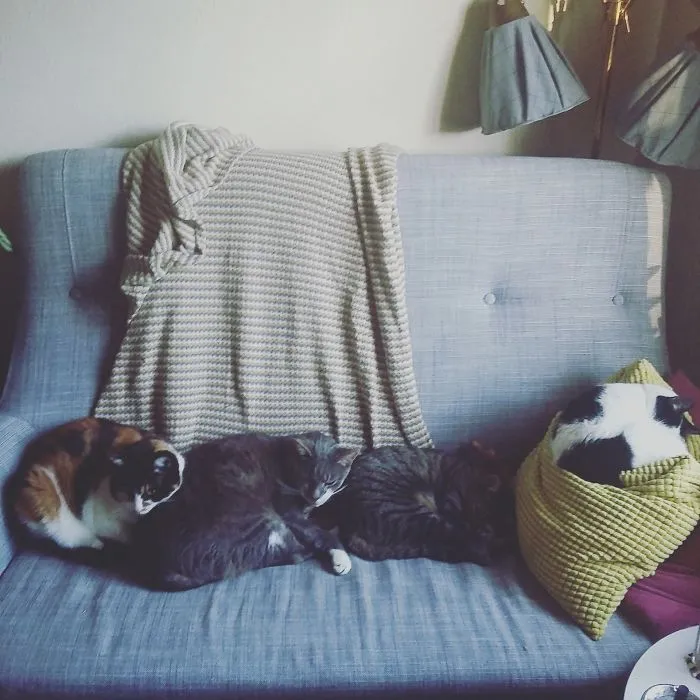Cat-ipede. Should Be Said They Have Many A Sleeping Spot In The House, But Apparently The Only One Thats Really Mine Is Not Mine At All. Guess I'll Just Sit On The Floor Then