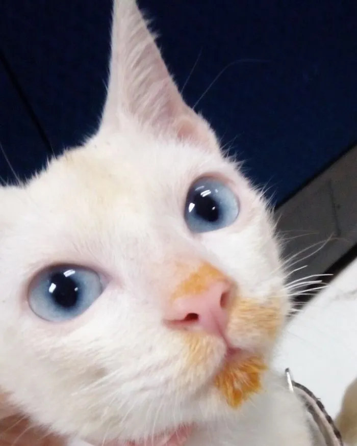 I'm Not A Vampire!