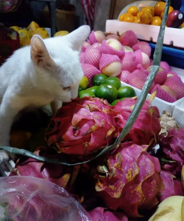 Dragonfruit Addict!
