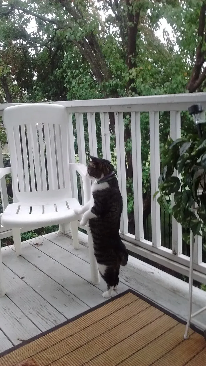 Nosey Neighbor
