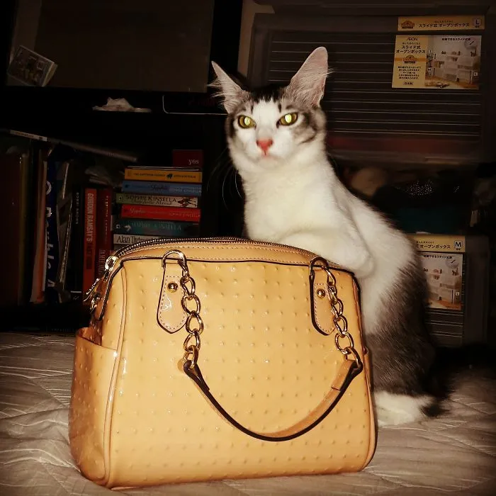 #catcaughtredhanded  She Looks Too Proud For This