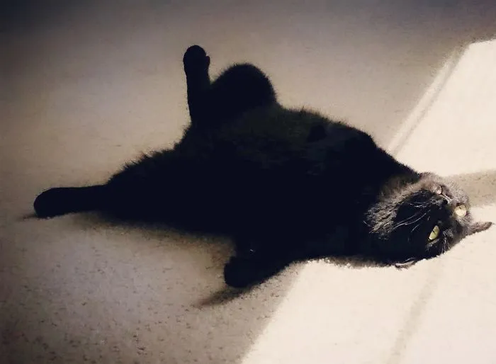 Apparently, Cats Hate Mondays Too... Found Her Like This Monday Morning...