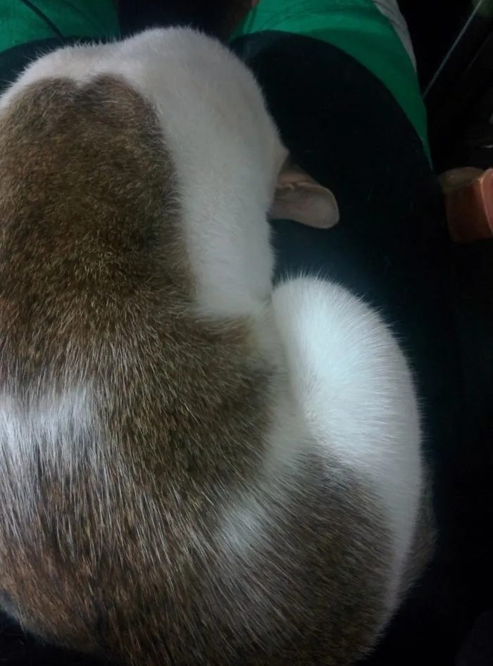 How He Likes To Sleep.