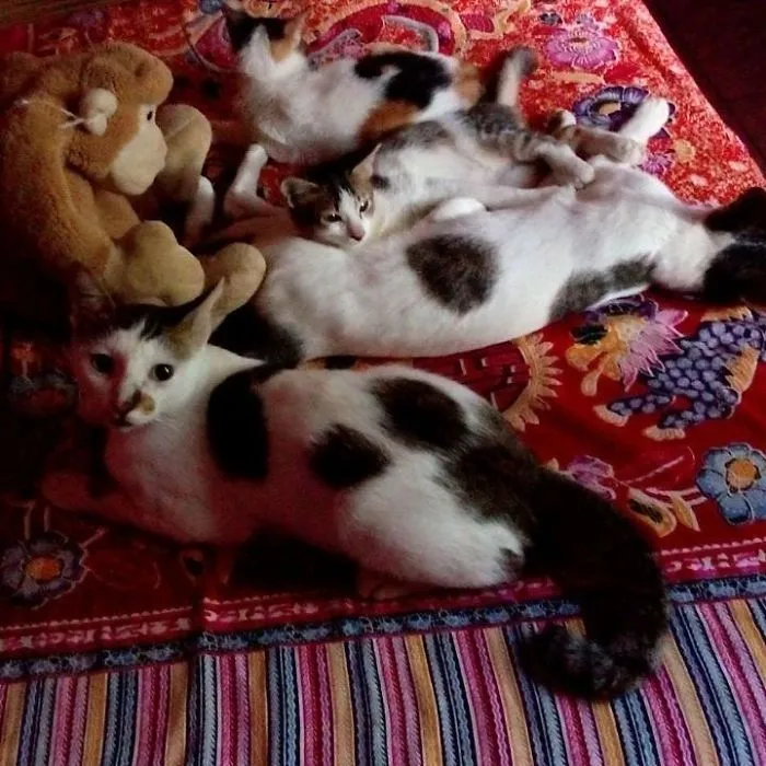 My Cat...