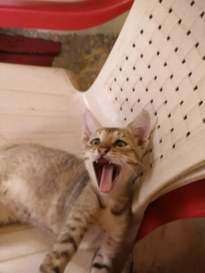 She's Yelling
