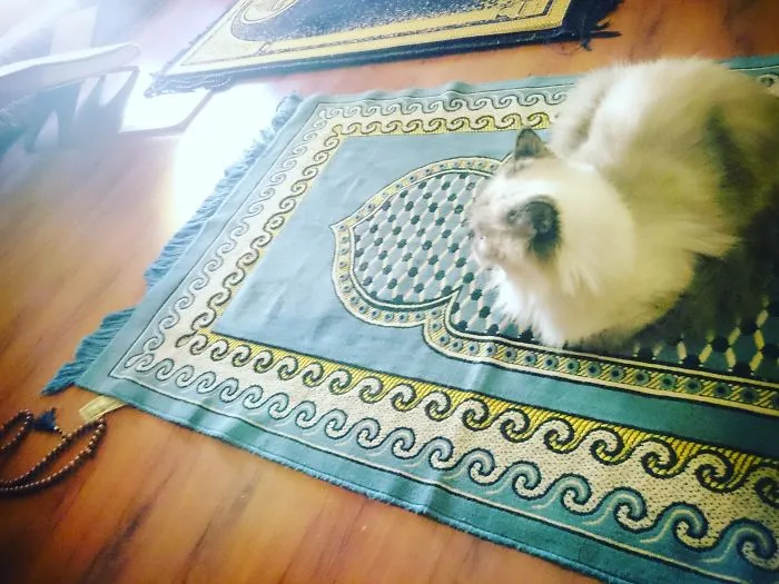 She Sat On Prayer Rug To Enjoy The Sunlight