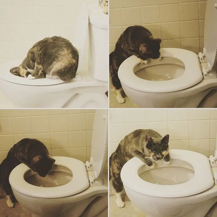 My Cat Foxy Loves To Watch The Toilet Flush.