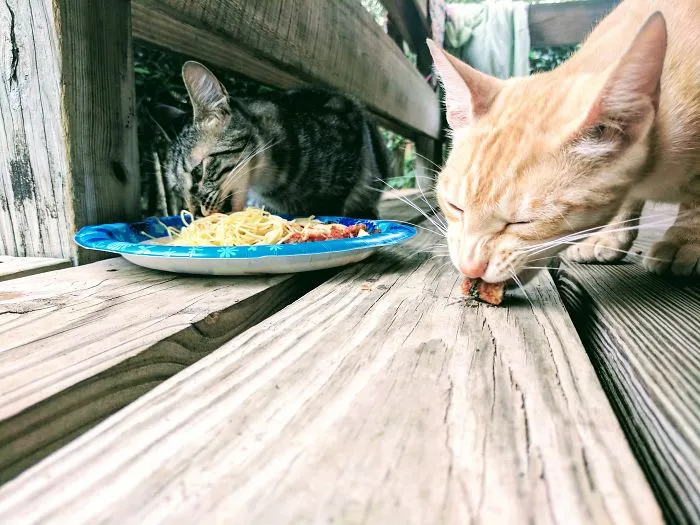 Soulmates That Wondered To My Doorstep