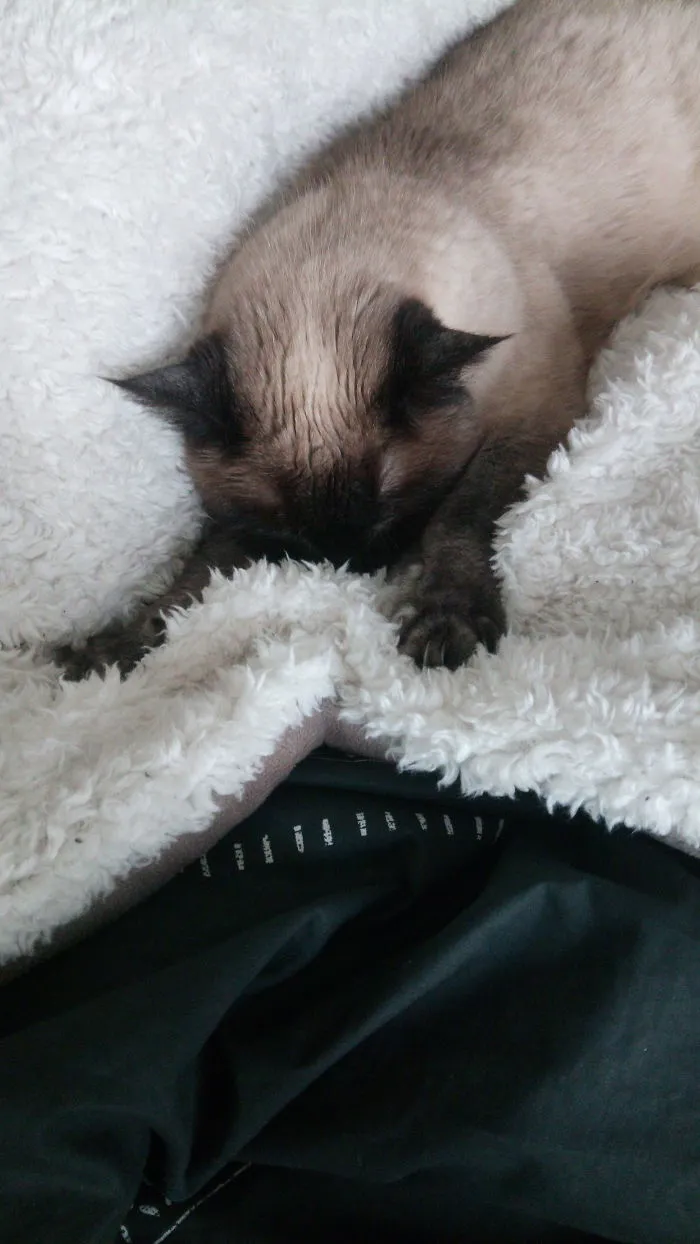 My Cat Fell Asleep Like This While She Was Kneading Her Favourite Blanket