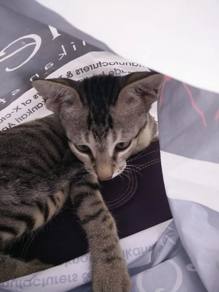 He Got Into My Plastic Bag...