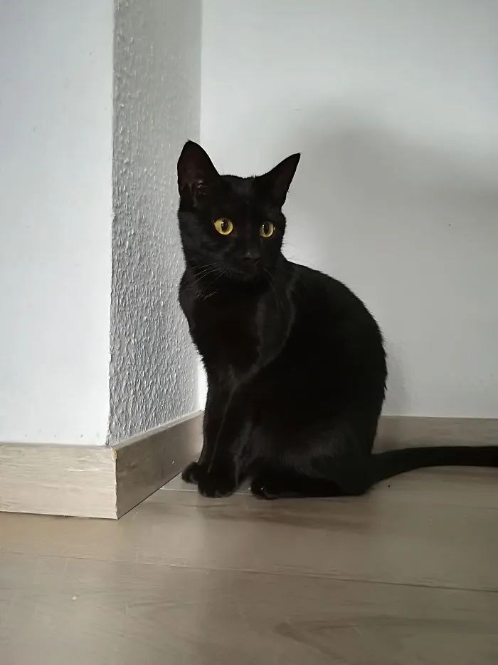 Not Very Special, But She Did It For Nearly One Hour Starring At The Front Door.. Really Don't Know What Ms. T Was Waiting For...